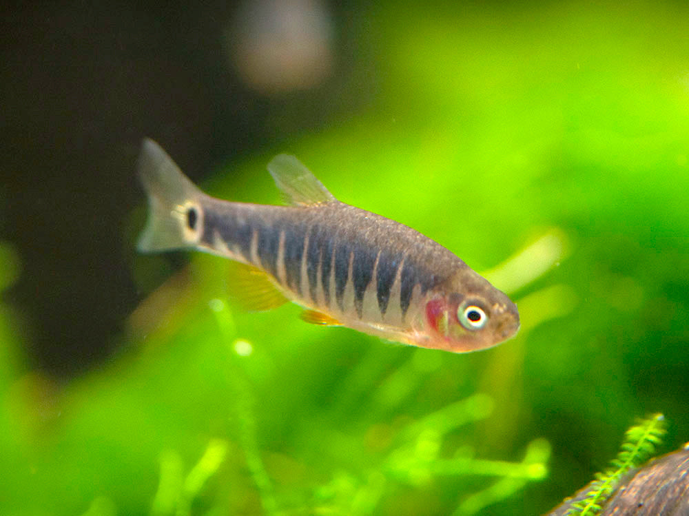 emerald dwarf rasbora care