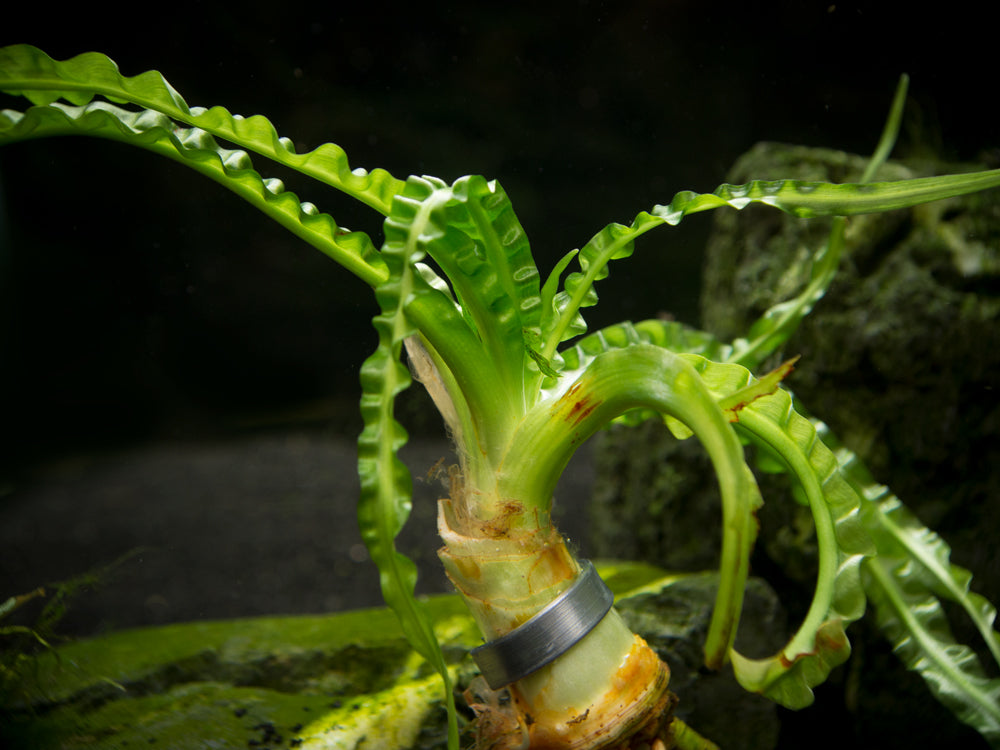 Floating Crinum  Lily Plant Crinum natans  Plant with Bulb