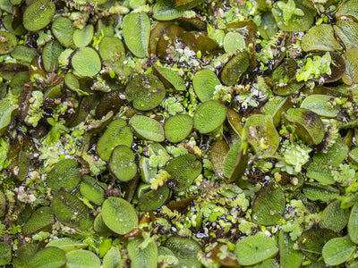 Taiwan AKA Triangle Moss Mat (Taxiphyllum alternans) - 3.6 x 3.6 inch Mat  or 1.5 inch Round Slate