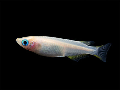 Youkihi Medaka Ricefish (Oryzias latipes, “Youkihi”) - Aquatic Arts