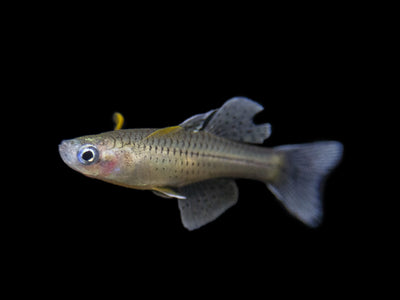 Dwarf Neon Praecox Rainbowfish - Aquatic Arts