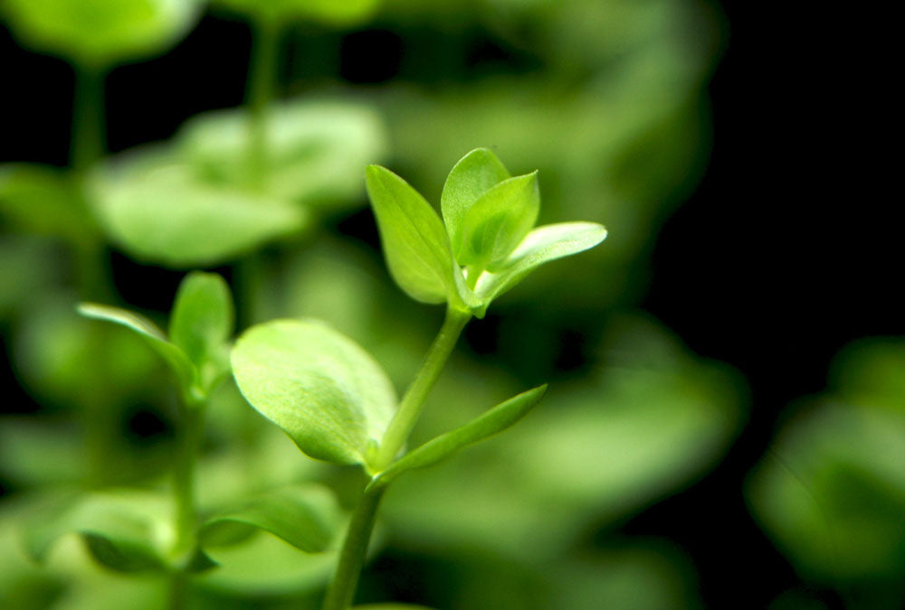 Baby Tears (Hemianthus Micranthemoides) - Aquatic Arts