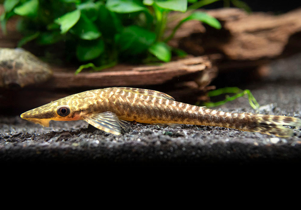 Giant Otocinclus Catfish (Hypoptopoma gulare) - Aquatic Arts on sale