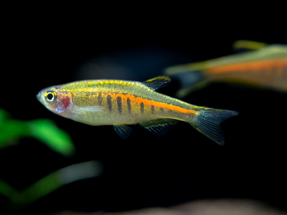 glowlight danio care