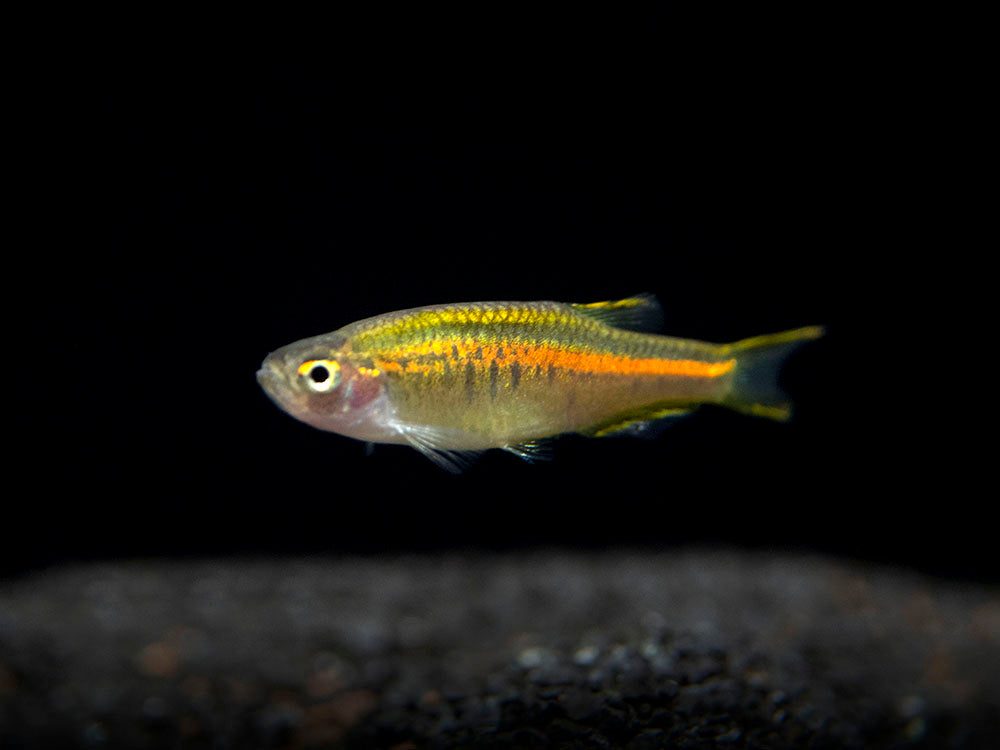 glowlight danio care