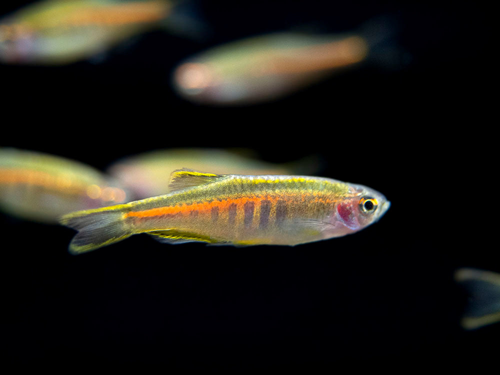 glowlight danio care