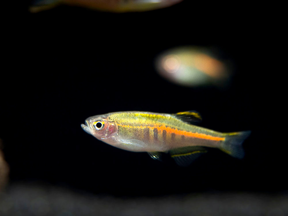 glowlight danio care