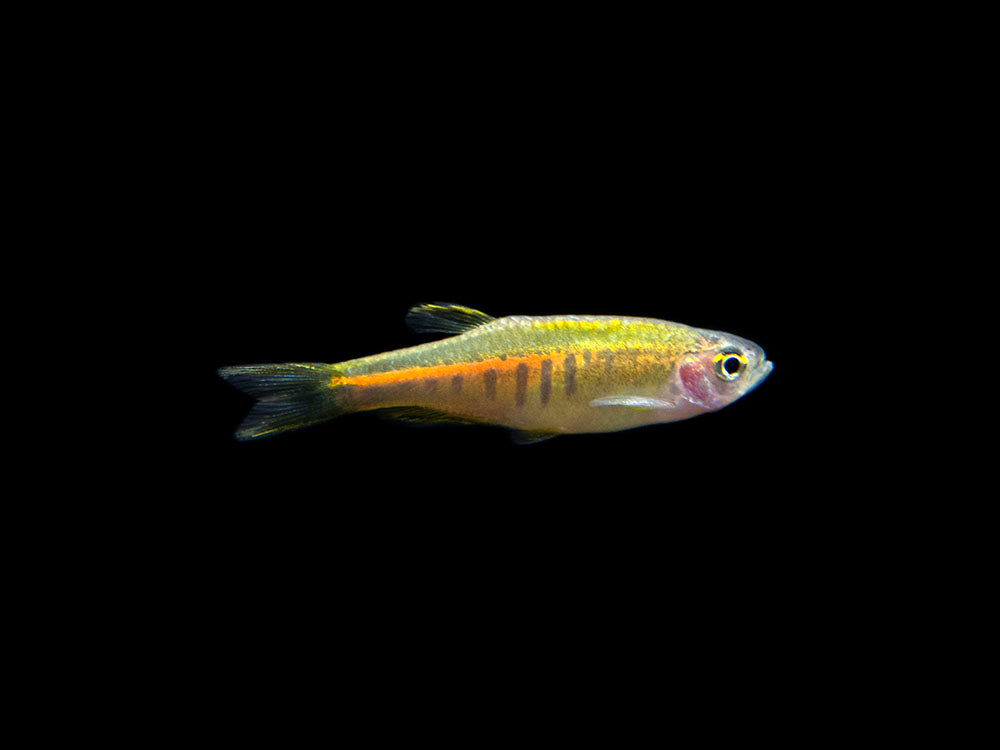 glowlight danio care