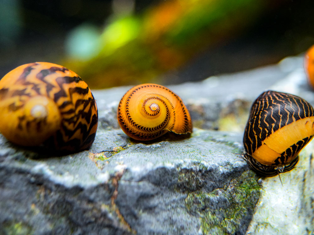 nerite snail