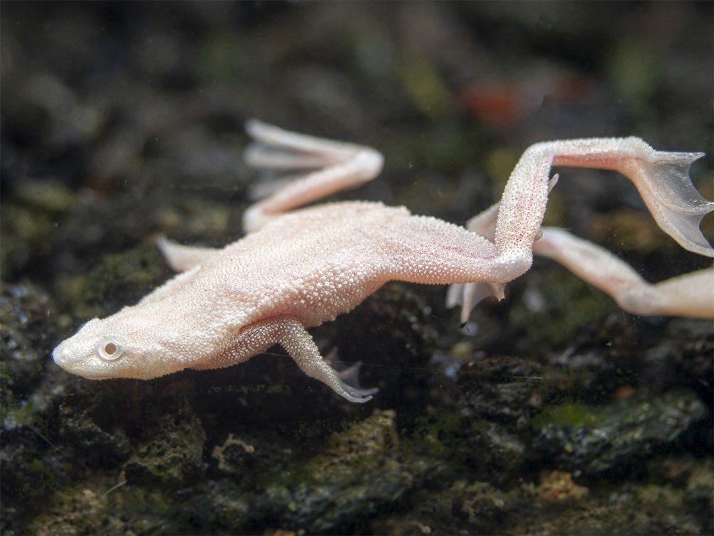 Golden Dwarf African Frog (Hymenochirus curtipes) - Aquatic Arts on