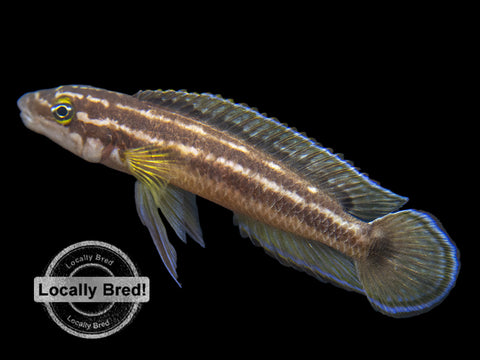 Blue Jumbo Kitumba Speckleback Sardine Cichlid (Cyprichromis leptosoma), Tank-Bred!