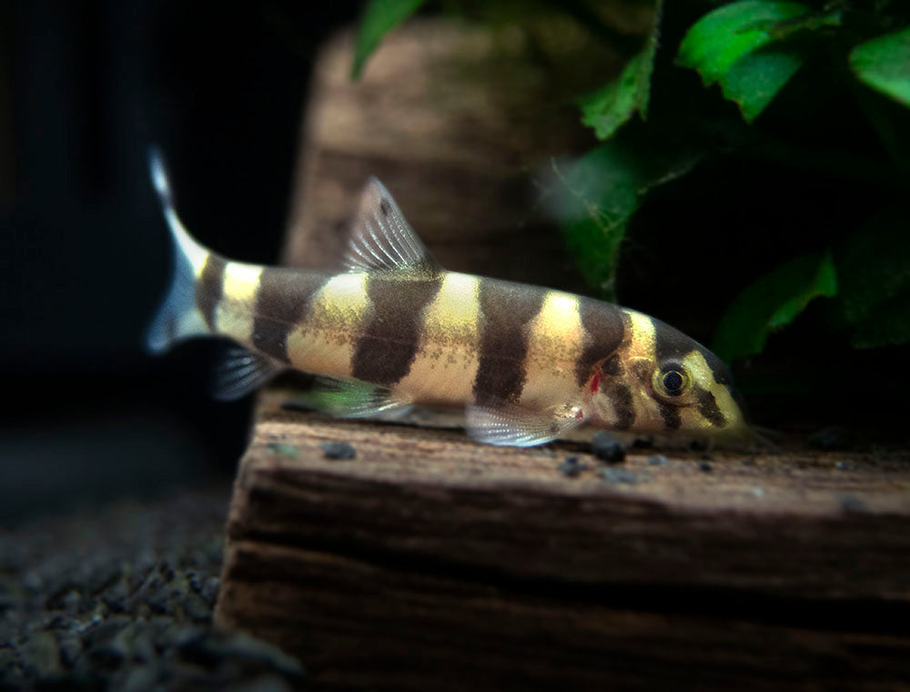 zebra loach