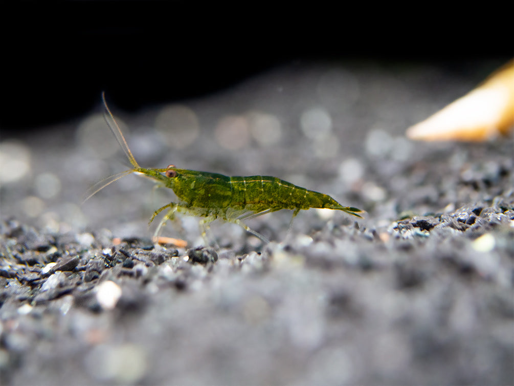 Green Jade Shrimp (Neocaridina davidi), Chocolate Genetic Line, Tank-Bred!