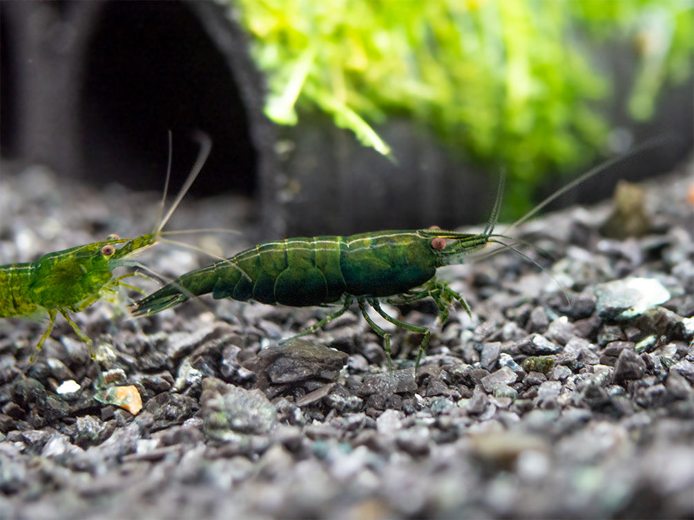 Green Jade Shrimp (Neocaridina davidi), Chocolate Line - Aquatic Arts