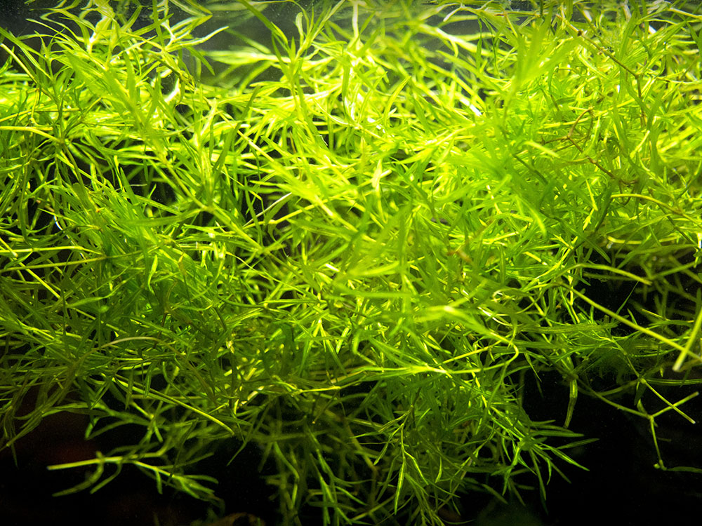  Guppy Grass  Aquarium Plant The Letter Of Introduction