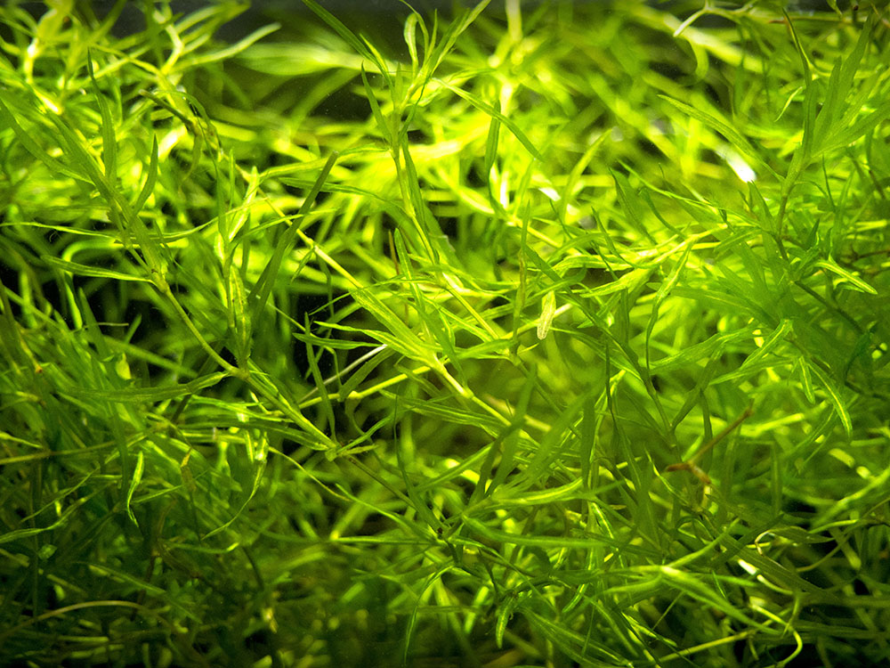 Home Freshwater Plants Guppy Grass  AKA Najas Grass  