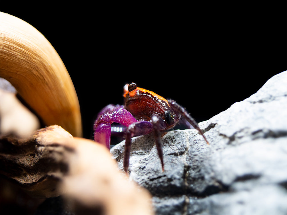 Halloween Vampire Crab (Geosesarma bicolor) - Aquatic Arts