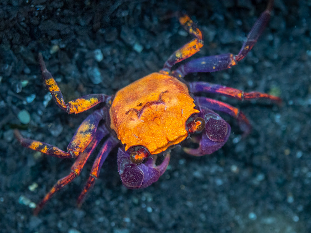 Halloween Vampire Crab Geosesarma Bicolor
