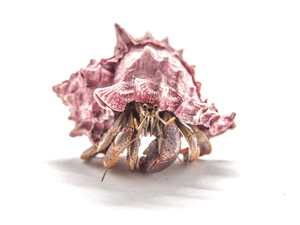 caribbean hermit crab care