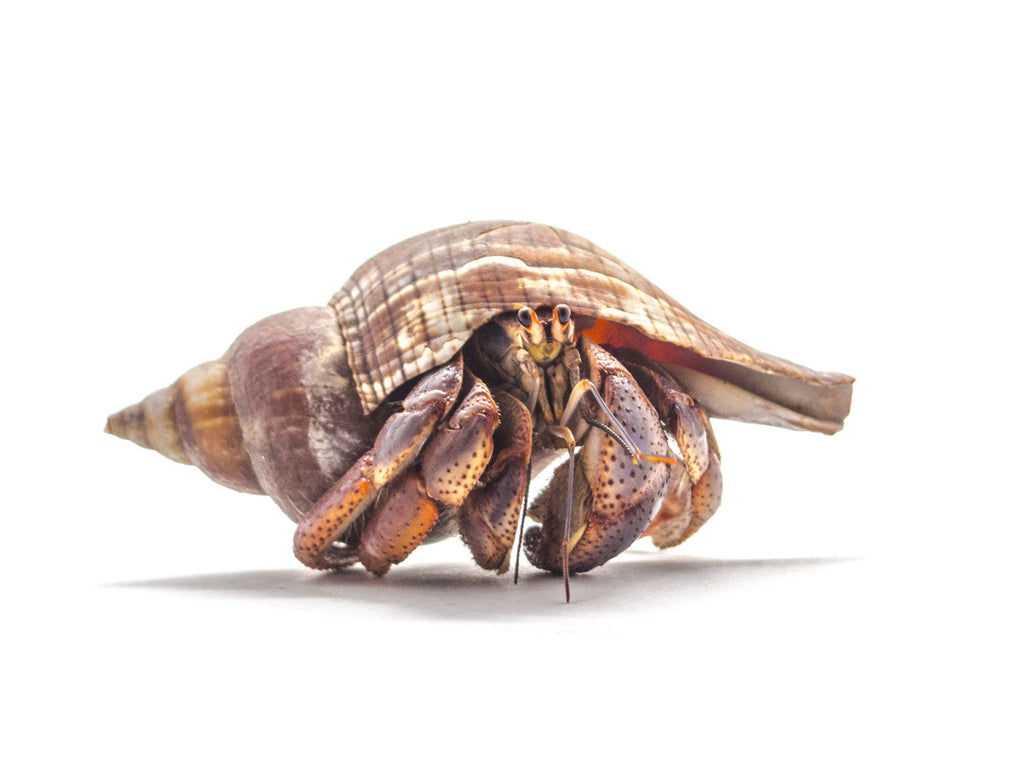 caribbean hermit crab care