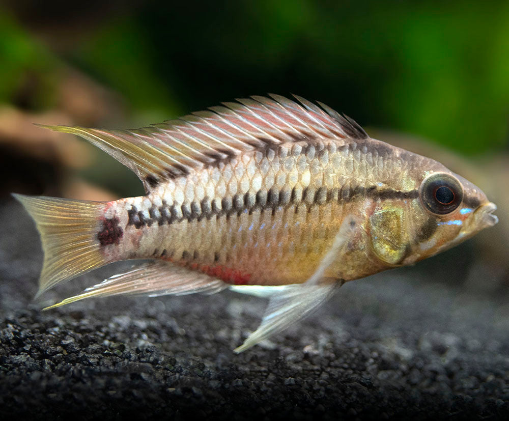 apistogramma hongsloi care