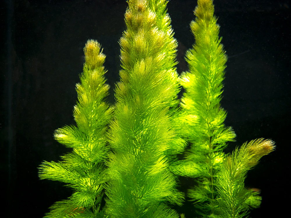 hornwort