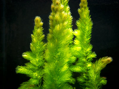 Mainam 3 Different Alternanthera Lilacina Java Moss Hornwort Tropical  Freshwater Live Aquarium Plant Decorations 3 Days BUY2GET1FREE