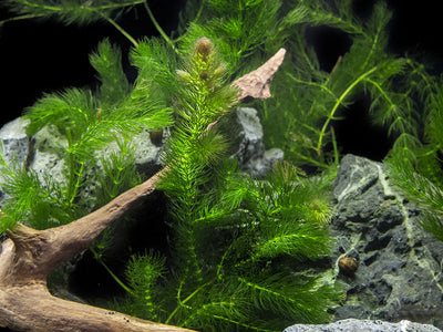  Java Moss - Vesicularia dubyana (4x6 cm) - Live Aquarium Plant  : Pet Supplies