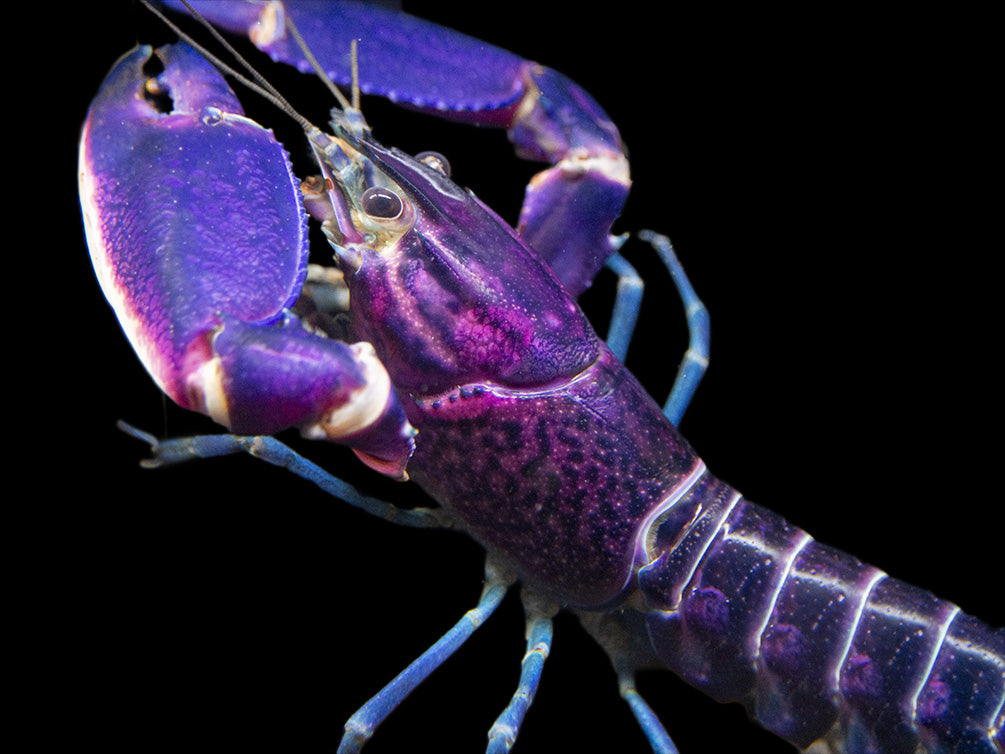 Imperial Purple Crayfish (Cherax alyciae) - Aquatic Arts on sale today ...