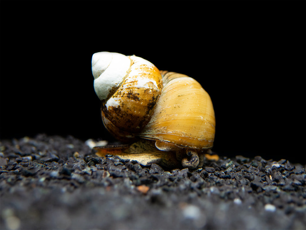 japanese trapdoor snail