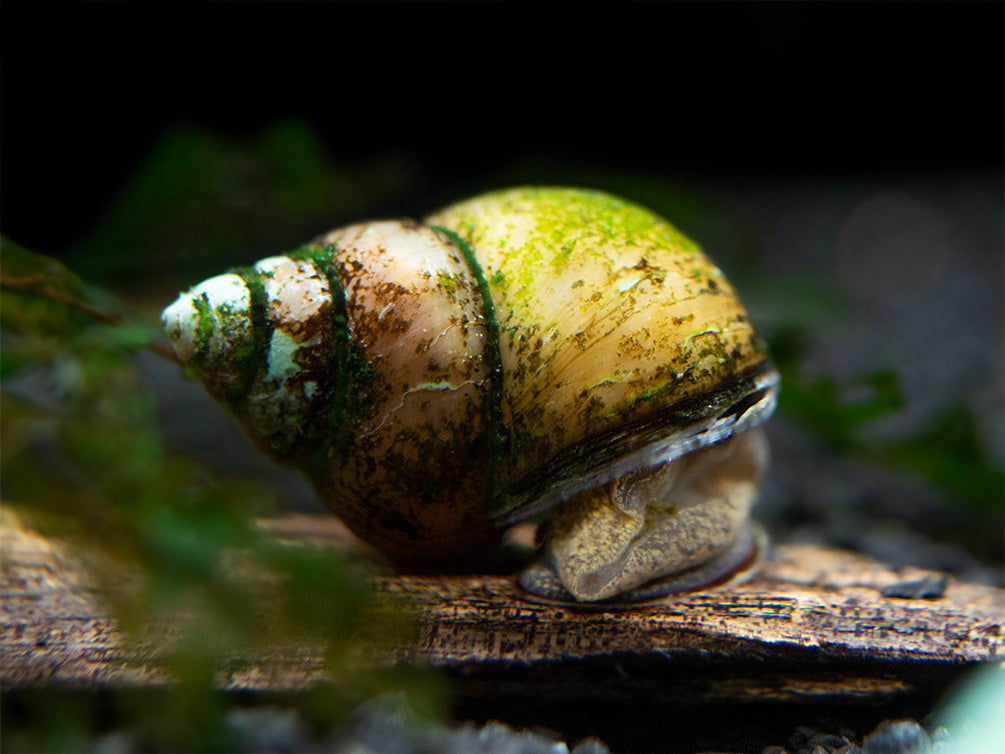 Japanese Trapdoor Snails - Aquatic Arts on sale today for $ 3.99