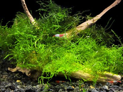 Java Moss Floating 2 oz deli cup full