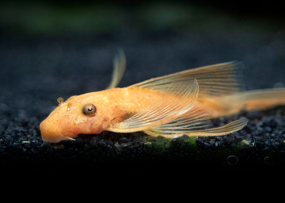 Super Red Bristlenose Pleco (Ancistrus sp.) - Aquatic Arts on today $ 32.99