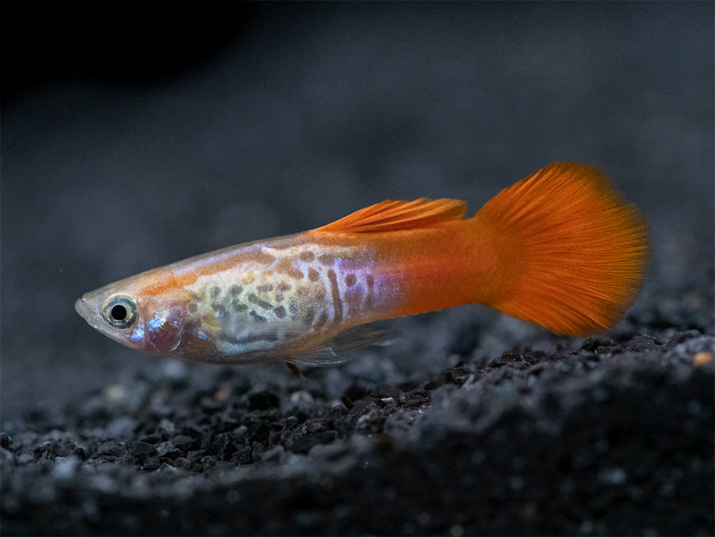 Koi Snakeskin Guppy (Poecilia reticulata), Tank-Bred! - Aquatic Arts on