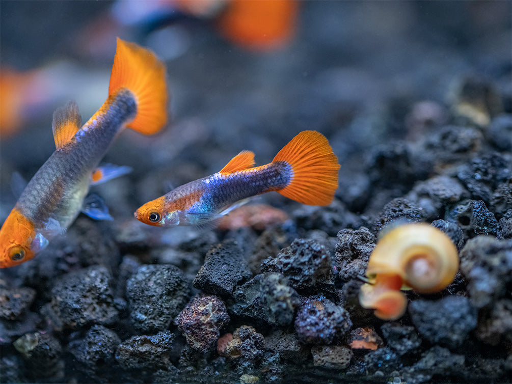 Koi Tuxedo Guppy (Poecilia reticulata), Tank-Bred! - Aquatic Arts on