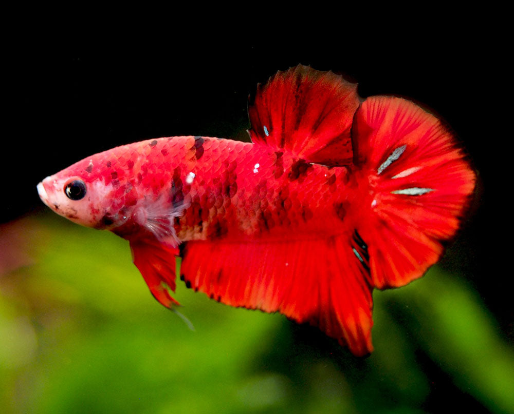 Assorted Koi Plakat Betta B Splendens Male Aquatic Arts