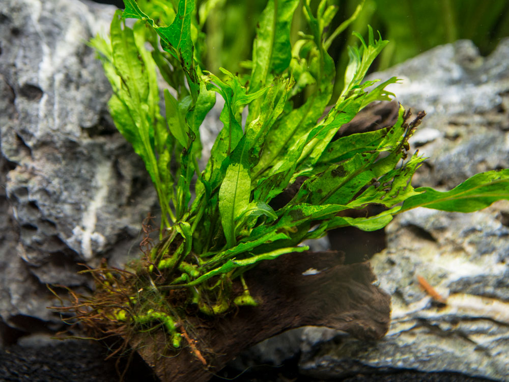 java fern windelov