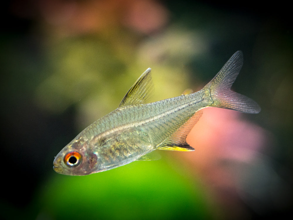 lemon tetra