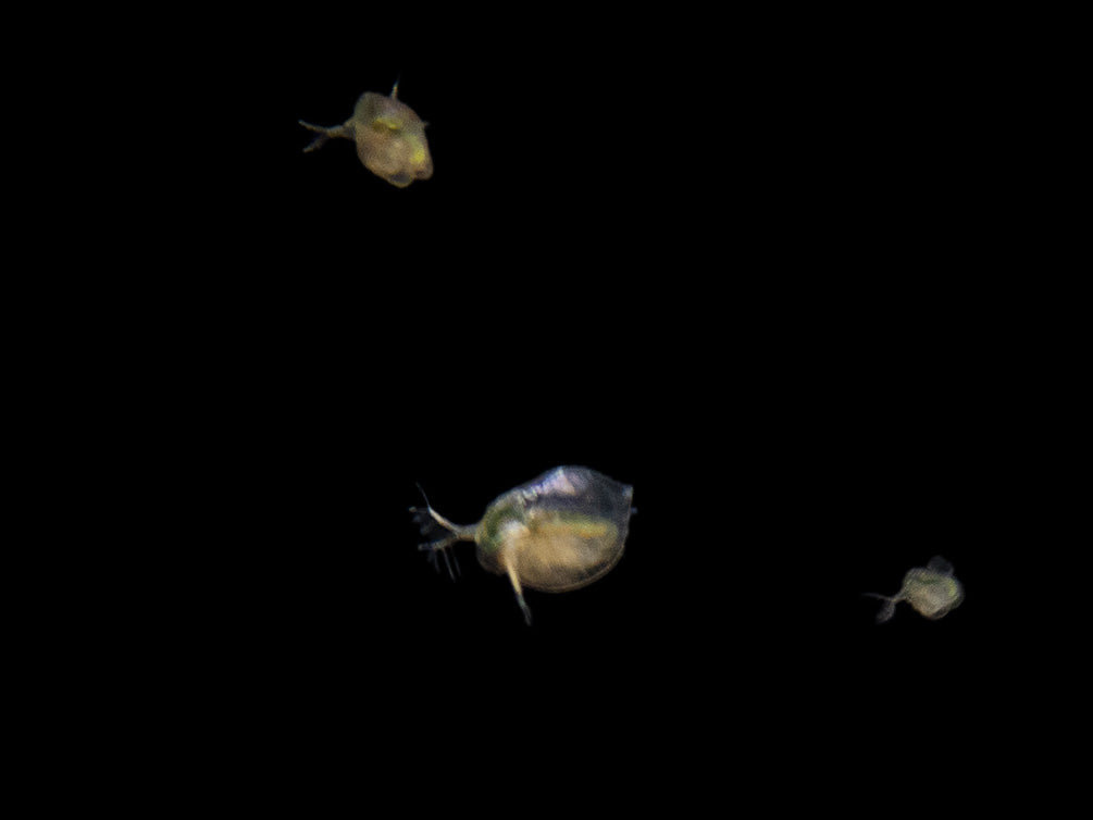 water daphnia for sale