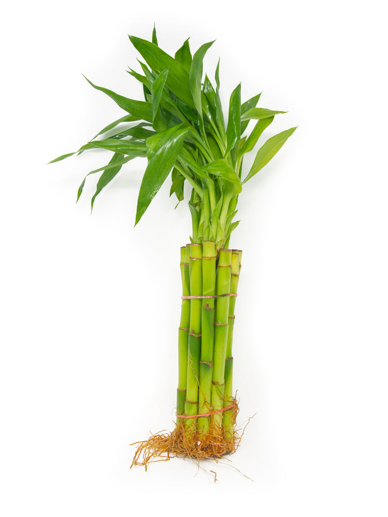 is lucky bamboo poisonous to dogs