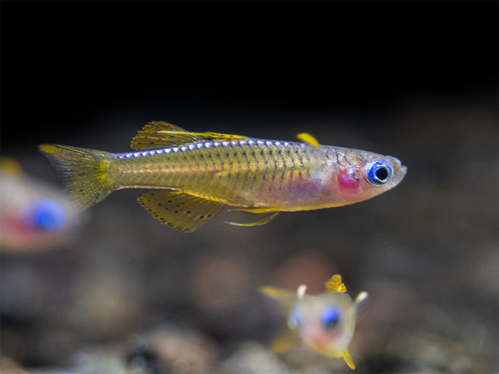 Red Neon Eye Rainbowfish (Pseudomugil luminatus) - Aquatic Arts sale today 24.99