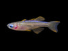 Red Neon Blue Eye Rainbowfish (Pseudomugil luminatus) - Tank-Bred!