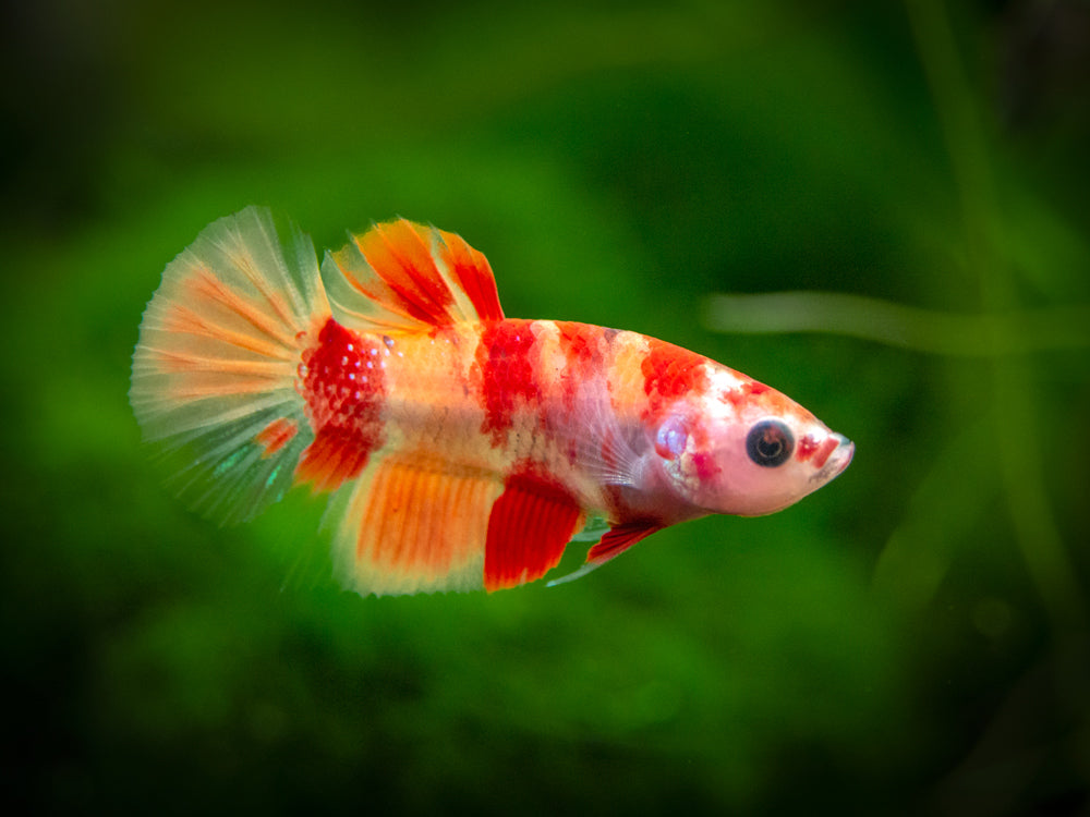 10 Jenis Ikan Cupang Yang Akan Trending Tahun 2020 - AquaAma