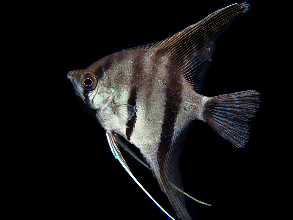 Red Shoulder Manacapuru Angelfish Tank-Bred - Aquatic Arts