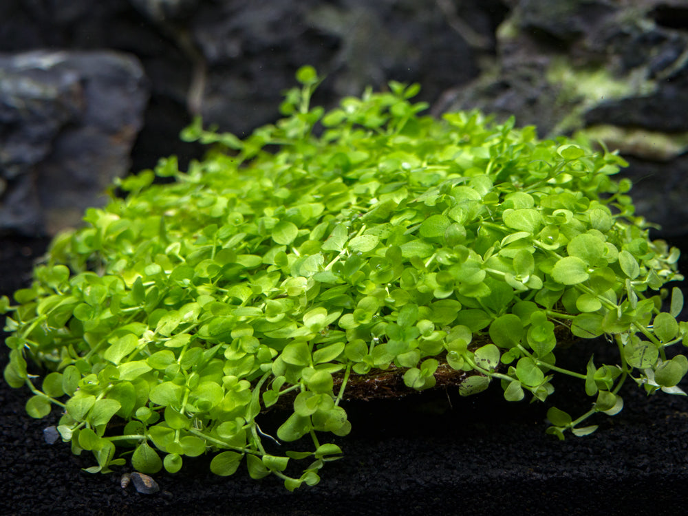 monte carlo aquarium plant care