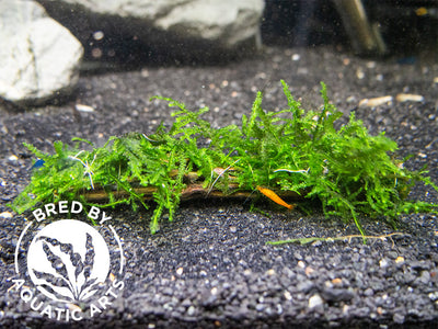 30+ Stems Package Starter Beginner Set Live Aquarium Plants Java Moss,  Micro Sword, Rosette  Sword, Anubias, Java Fern and More by Mainam