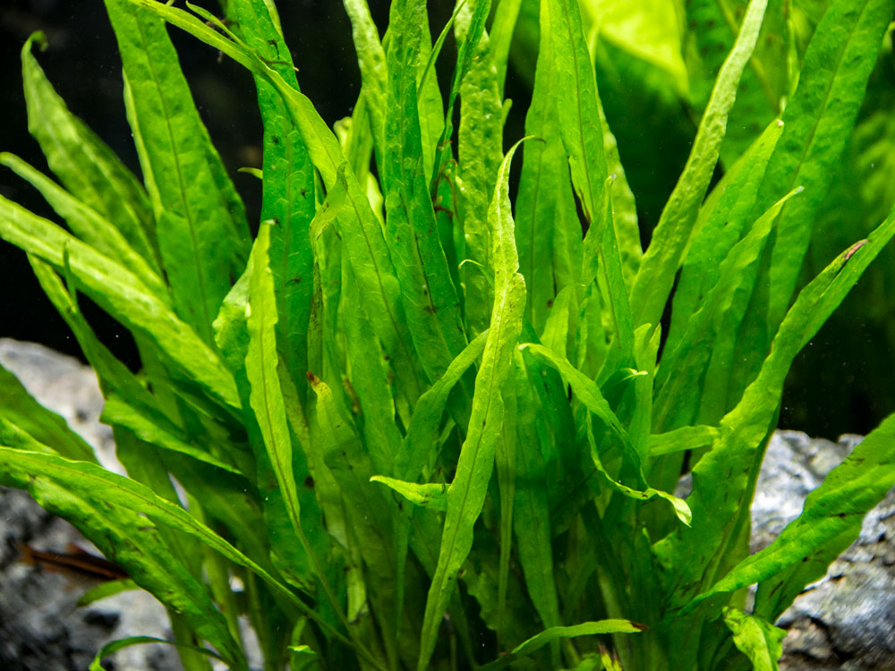 Narrow Leaf Java Fern On 3 X 1 5 Inch Mat Aquatic Arts