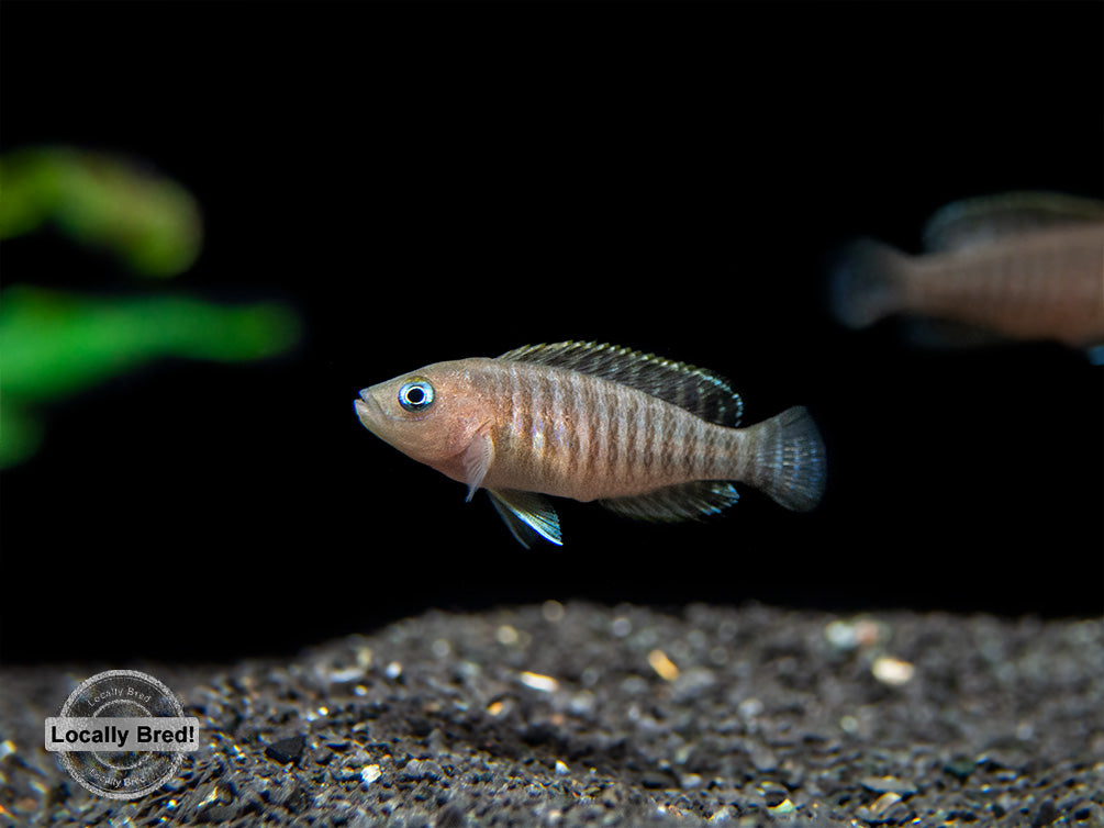 Multi Cichlid (Neolamprologus multifasciatus) - Aquatic Arts