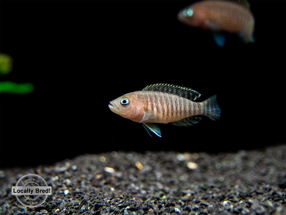 Multi Cichlid (Neolamprologus multifasciatus) - Aquatic Arts