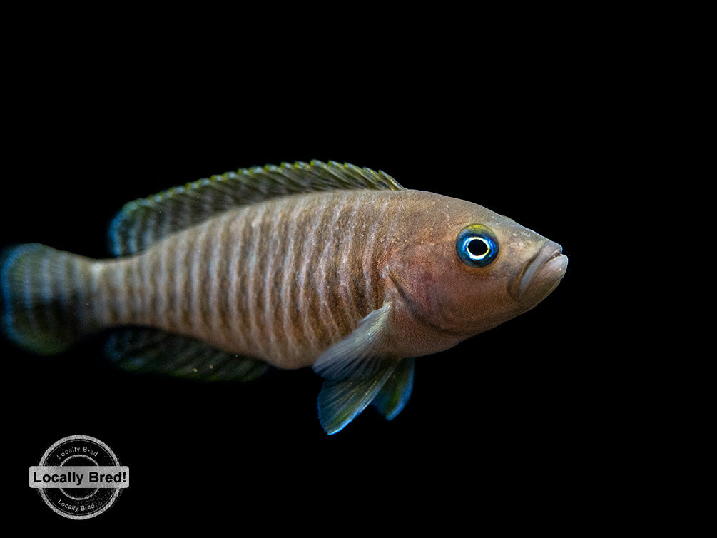 Multi Cichlid (Neolamprologus multifasciatus) - Aquatic Arts